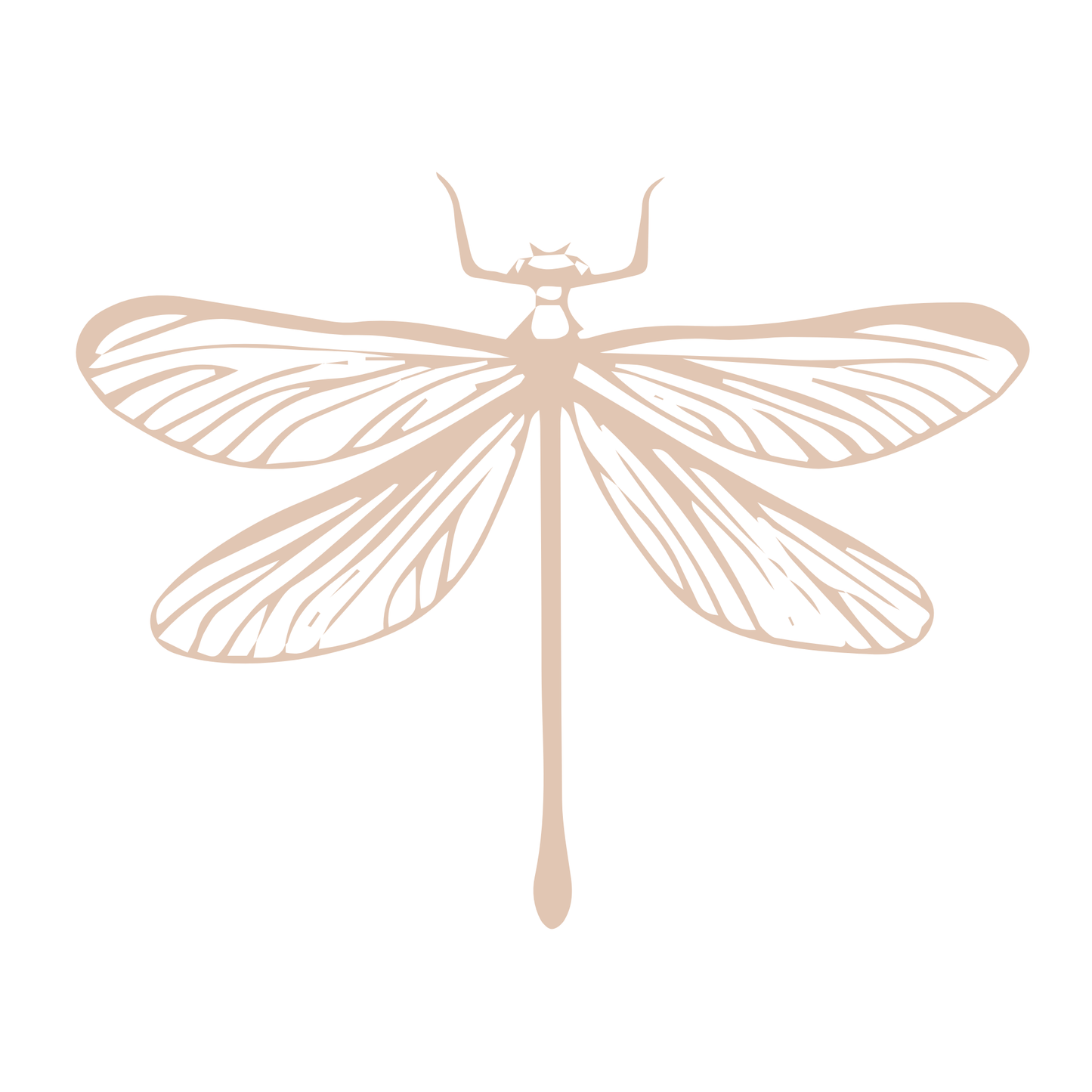 libelula